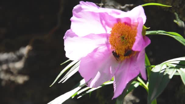 Peony-flower Paeonia anomala and insects in the wild — Stock Video