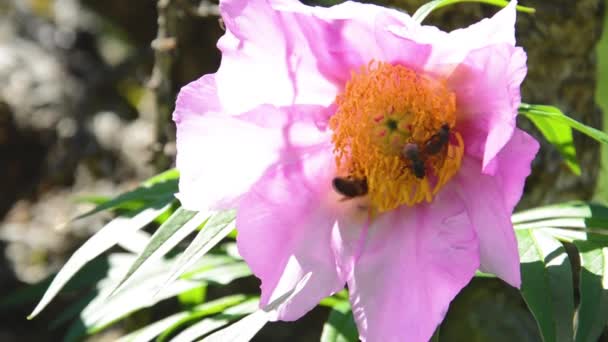 Peonia-fiore Paeonia anomala e insetti in natura — Video Stock