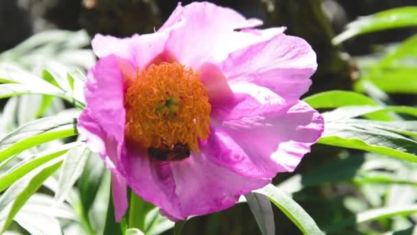 Pion blomma paeonia och bi i vild natur - makro — Stockvideo