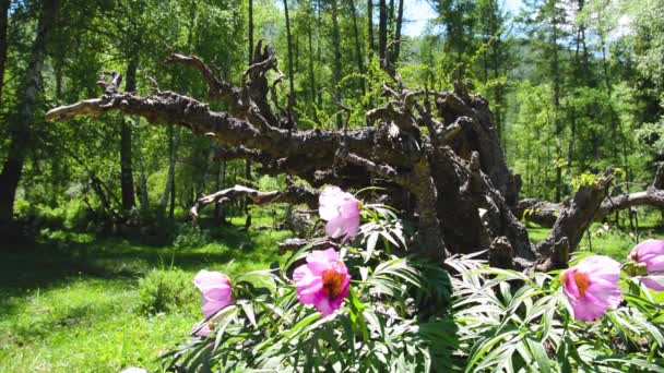 Paeonia anomala nella foresta di taiga primo piano — Video Stock