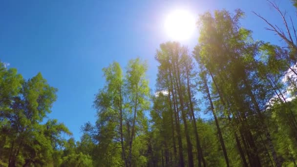 Jasné slunce skrz barevné podzimní stromy. Širokoúhlý pohled na vrcholy. Pozadí — Stock video