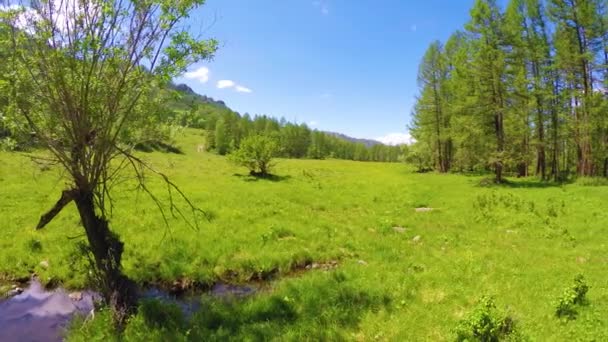 Linda clareira verde nas montanhas Altai — Vídeo de Stock