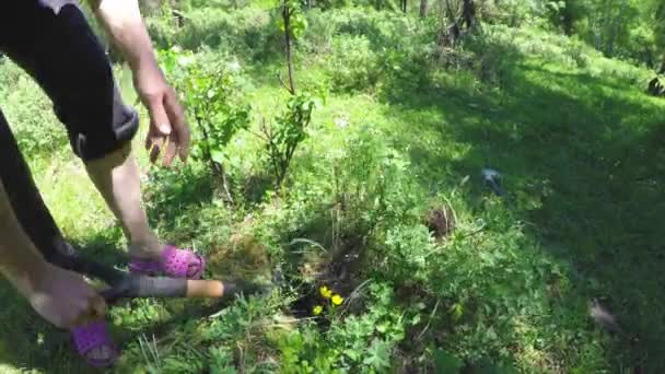 Der Gärtner gräbt einen Strauch der Wildpflanze Dasiphora fruticosa aus — Stockvideo