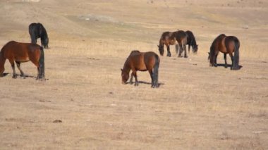 Atlar Altai Dağları 'ndaki çayırlarda otluyor.