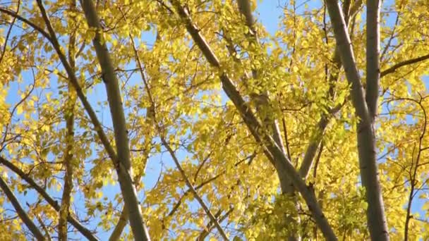 Sarı renkli sonbahar kavak ağacı korusu — Stok video