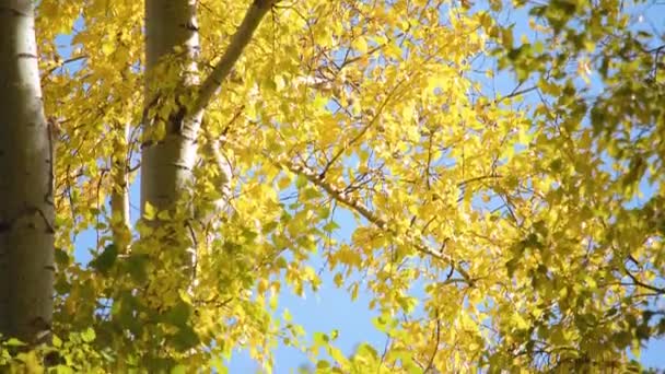 Grove van geel gekleurde herfst aspen populieren — Stockvideo