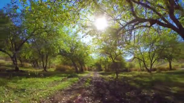 Ramas de manzano. Hermoso sol brillante a través de hojas verdes. — Vídeos de Stock