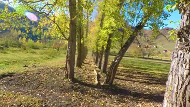 Grove de álamo de outono colorido amarelo álamo árvores — Vídeo de Stock