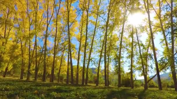 Pôr do sol na floresta mágica de outono, lapso de tempo — Vídeo de Stock