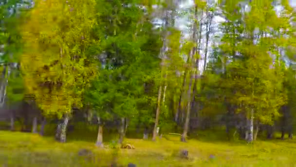 Восхищение пейзажем осеннего леса, проходящего через боковое окно автомобиля во время езды — стоковое видео