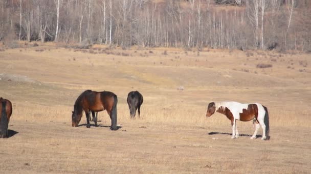 Cavalos pastando em um pasto nas Montanhas Altai — Vídeo de Stock