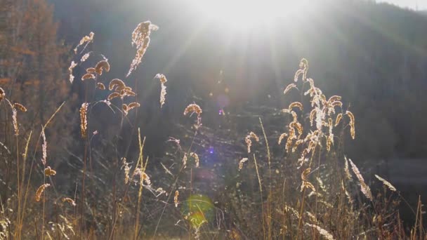 Magische uur tijd in de wei met kruiden en droog gras in de herfst — Stockvideo
