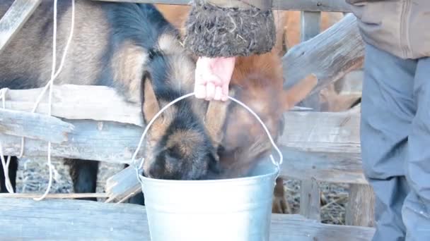 Mjölkgetter av tjeckisk ras på vintern Brown Stenografigetter Capra aegagrus hircus — Stockvideo