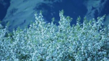 İlkbaharda hafif rüzgarla açan bir elma dalı. Güzel beyaz çiçekli çiçek açan elma. İlkbaharda açan elma ağacının dalları güneş bahçesinde..