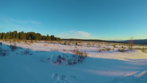 Paysage hivernal avec cèdre et neige couverte de montagnes. — Video