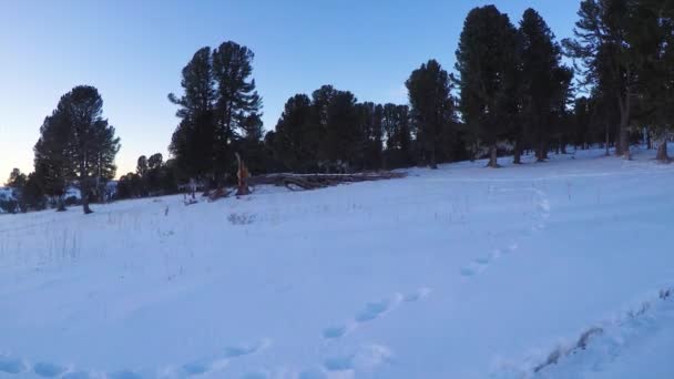 Зимовий пейзаж з кедровим деревом і закритими горами снігом . — стокове відео