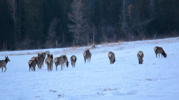 Marals auf dem Feld im Winter. Altai, Sibirien, Russland — Stockvideo