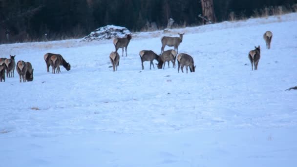 Marals auf dem Feld im Winter. Altai, Sibirien, Russland — Stockvideo