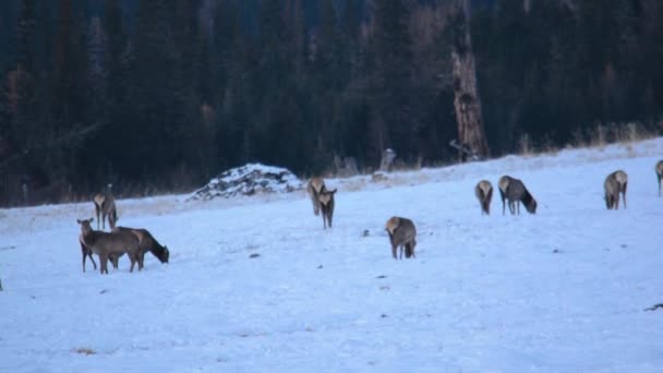 Marals auf dem Feld im Winter. Altai, Sibirien, Russland — Stockvideo