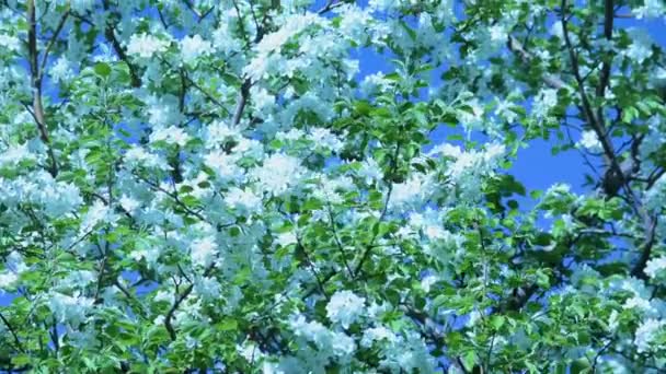 Una rama floreciente de manzano en primavera con viento ligero. Manzana en flor con hermosas flores blancas. Rama de manzano en flor en la primavera en el jardín soleado. — Vídeo de stock