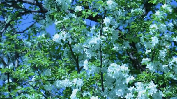 Ein blühender Apfelbaum-Zweig im Frühling bei leichtem Wind. Blühender Apfel mit schönen weißen Blüten. Zweig des Apfelbaums blüht im Frühling im Sonnengarten. — Stockvideo