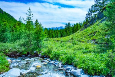 Dağ nehri ve yeşil kayalar ile Altay manzara, Sibirya, Altay Cumhuriyeti, Rusya