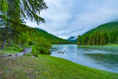 Altay Dağları. Nehir Argut. Güzel yayla manzara. Rusya. Sibirya