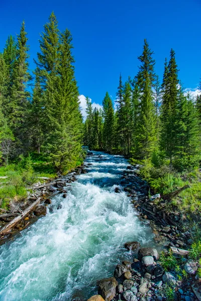 Río de montaña rocosa entre los pinos. Hermoso río de flujo rápido en el bosque de coníferas. La naturaleza salvaje de Altai . —  Fotos de Stock