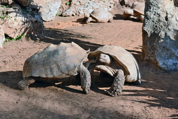 Walka między dwoma żółwiami w Parku Narodowym w Ramat Gan — Zdjęcie stockowe