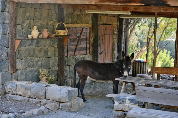 Donkey in the archaeological park of Katzrin in the Golan Height — Stok Foto