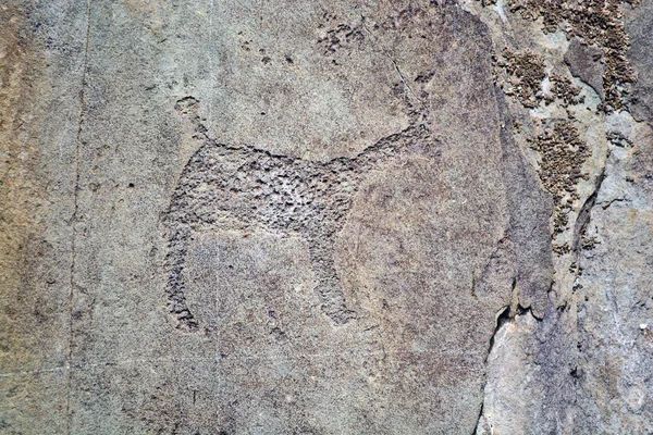 Ancient petroglyphs found on the site Kalbak-Tash — Stock Photo, Image