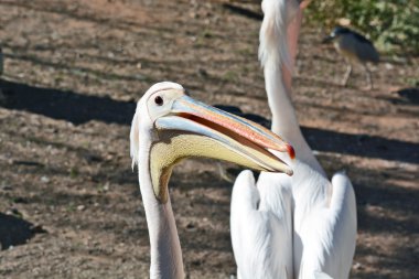 Hayvanat Bahçesi Center'da Pelecanus onocrotalus