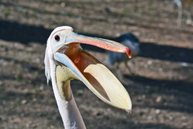 Hayvanat Bahçesi Center'da Pelecanus onocrotalus