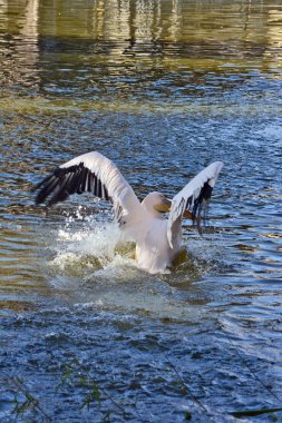 Hayvanat Bahçesi Center'da Pelecanus onocrotalus