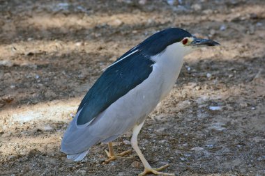 Siyah taçlı gece balıkçıl