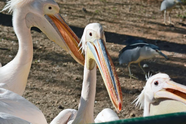 Pelecanus onocrotalus in the Zoological Center — Stock Photo, Image