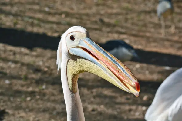 Pelecanus onocrotalus in the Zoological Center — Stock Photo, Image