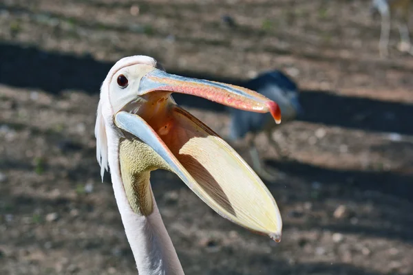 Pelecanus onocrotalus dans le centre zoologique — Photo