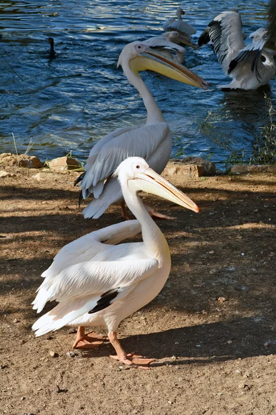 Pelecanus onocrotalus en el Centro Zoológico —  Fotos de Stock