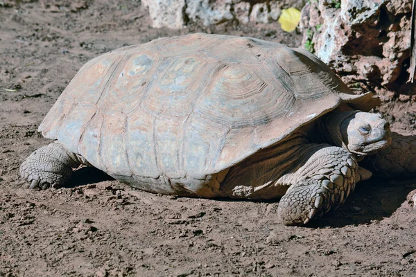 Geochelone sulcata en el Centro Zoológico — Foto de Stock