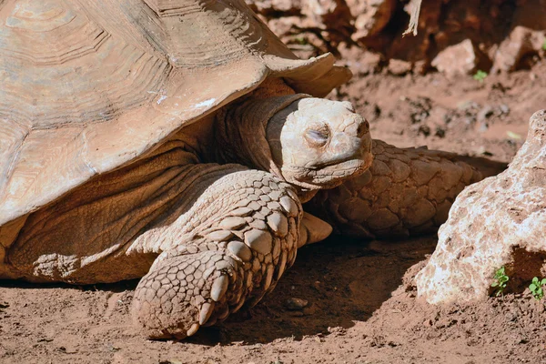 Geochelone sulcata en el Centro Zoológico — Foto de Stock