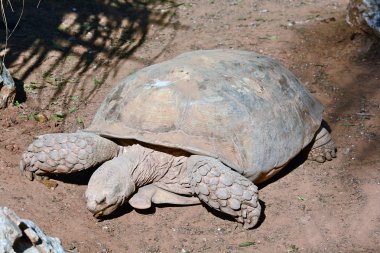 Geochelone sulcata Hayvanat Bahçesi Merkezi