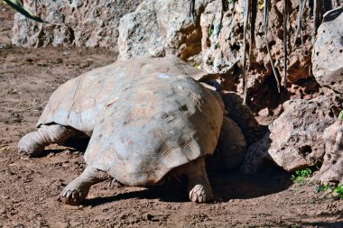 Geochelone sulcata zooloji merkezi Tel Aviv-Ramat g