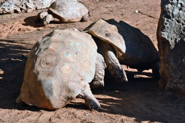 Geochelone sulcata zooloji merkezi Tel Aviv-Ramat g