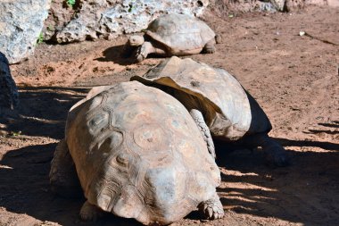Geochelone sulcata zooloji merkezi Tel Aviv-Ramat g
