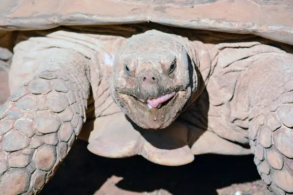 Geochelone sulcata w centrum zoologiczne — Zdjęcie stockowe