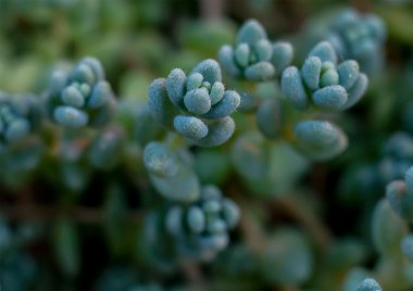 Şube mavi çilek ile 