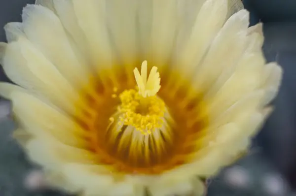 Yalnız bir sarı çiçek