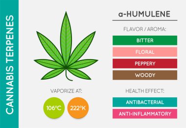 Kenevir Terminali Bilgi Çizelgesi. Aroma ve Flavor ve Sağlık Yararları ve Buharlaştırma Sıcaklığı. CBD ve THC. Vektör.