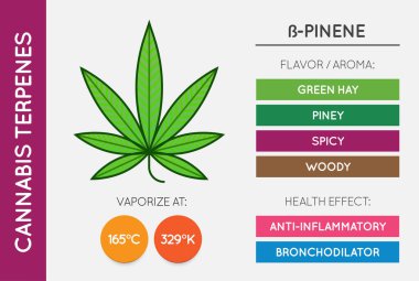 Kenevir Terminali Bilgi Çizelgesi. Aroma ve Flavor ve Sağlık Yararları ve Buharlaştırma Sıcaklığı. CBD ve THC. Vektör.